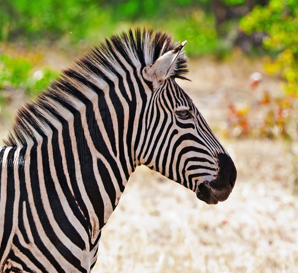 Zebra in close-up tijdens groepsrondreis Zuid-Afrika, eSwatini en Lesotho.