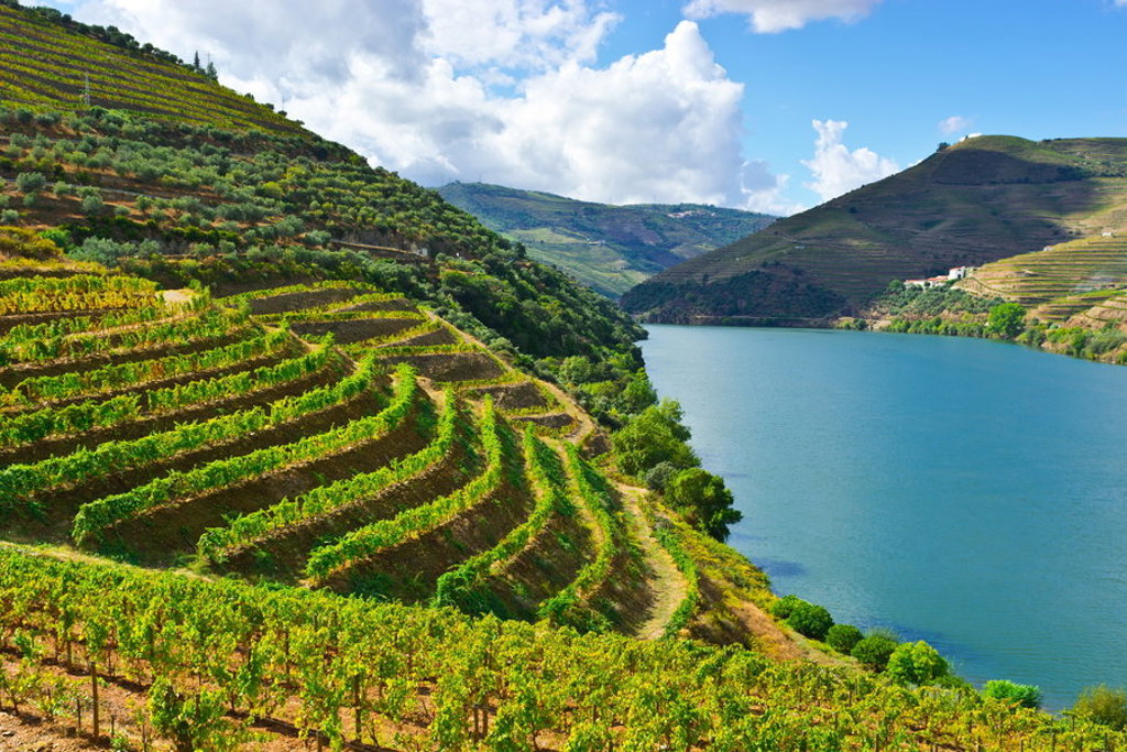 Terraswijngaarden langs de Douro-rivier in de Dourovallei, Portugal.
