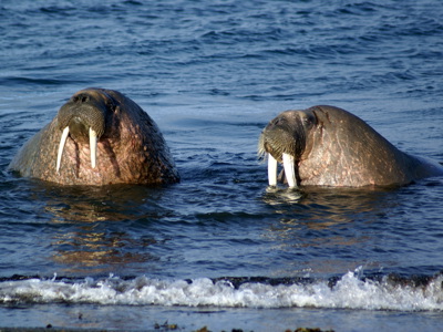 Twee walrussen met slagtanden in zee bij Spitsbergen.