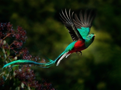 Kleurrijke quetzalvogel in vlucht in het nevelwoud van Guatemala.
