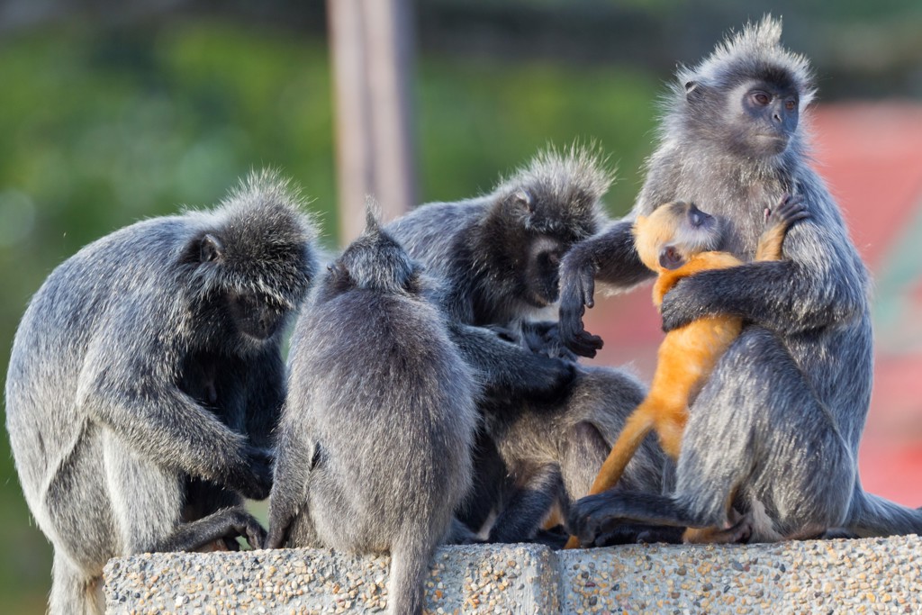 Groep zilverbladapen met jong op een muurtje in Maleisië tijdens groepsrondreis Singapore, Maleisië & Thailand.