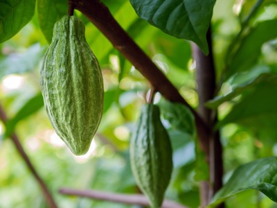 Groene cacaovruchten aan een cacaoboom langs de Route Indochina.
