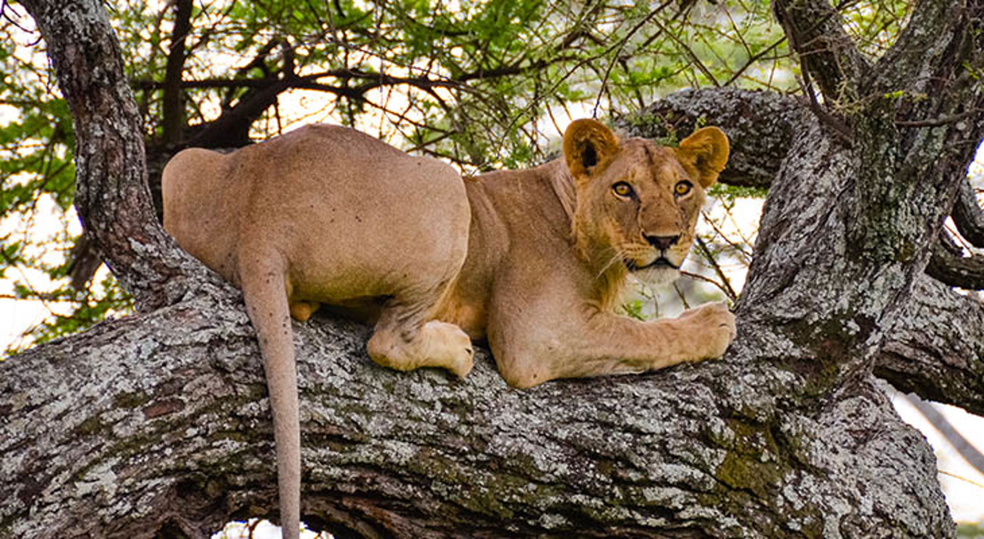 Leeuwin in boom in Tarangire National Park Leeuwin rustend op een boomtak tijdens safari in Tanzania.