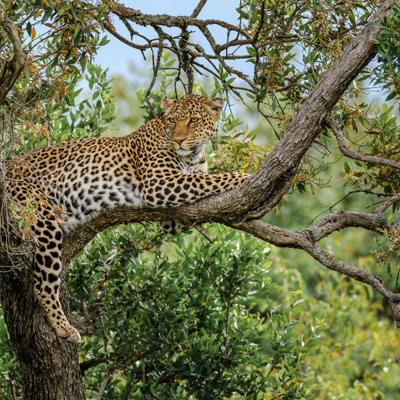 Luipaard rustend in een boom tijdens groepsrondreis Kenia en Tanzania.