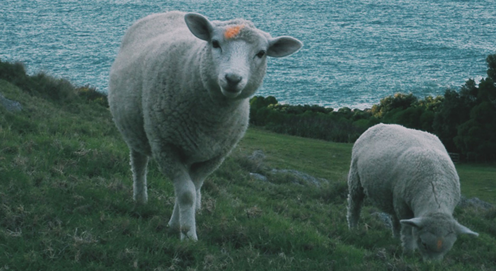 Schapen grazen op een groene heuvel met uitzicht op zee.