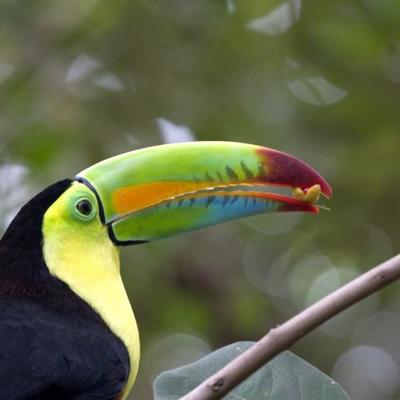 Groene leguaan in Costa Rica tijdens de groepsrondreis Costa Rica Hoogtepunten.