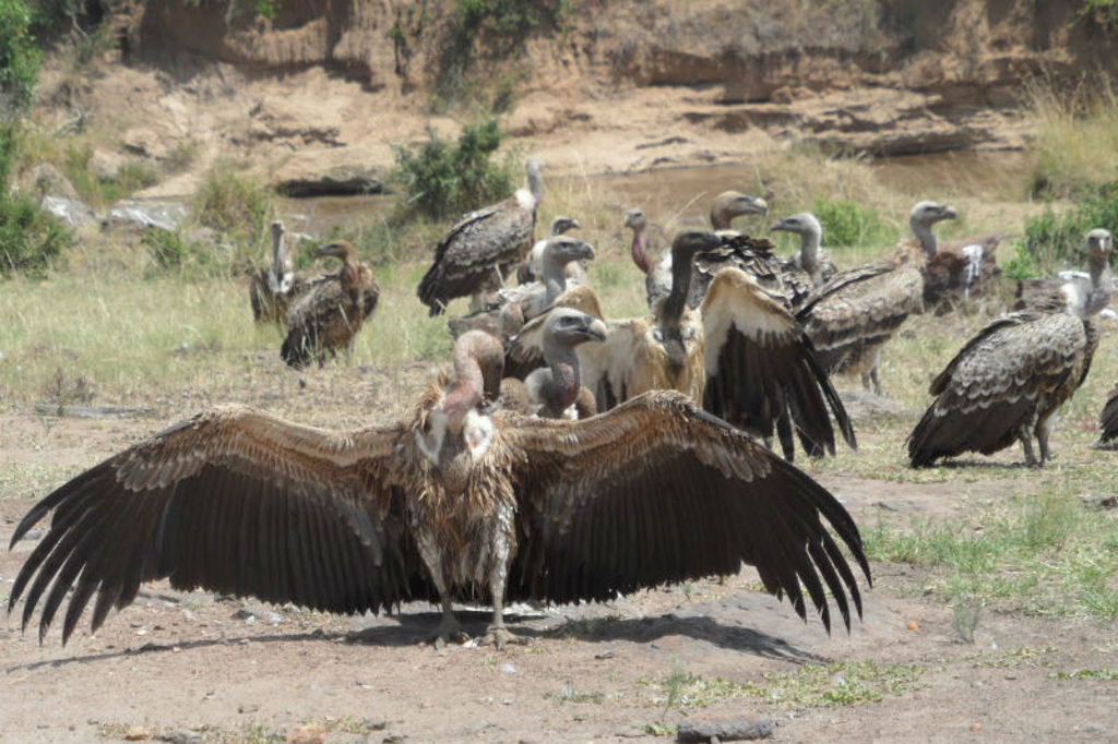 Gieren op de savanne in Kenia, met een gier op de voorgrond met uitgespreide vleugels.