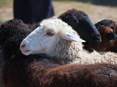 Kudde schapen met witte en zwarte koppen langs de Zijderoute.