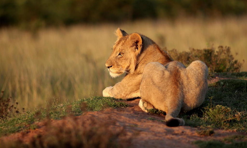 Leeuwin rust in het gras tijdens safari in Zuid-Afrika.