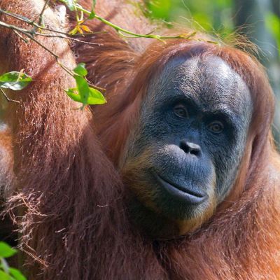 Orang-oetan in het regenwoud van Sumatra tijdens familiereis Sumatra, Java en Bali.