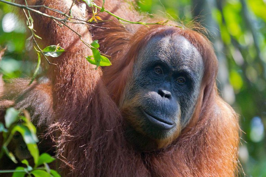 Orang-oetan in het regenwoud van Sumatra tijdens familiereis Sumatra, Java en Bali.
