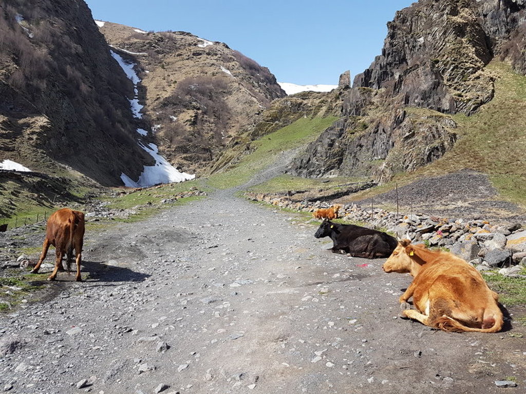 Koeien op een bergweg in de Kaukasus in Georgië, met rotswanden en sneeuwresten.