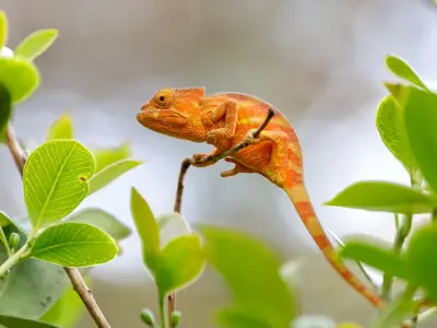 Oranje kameleon op een tak tussen groene bladeren in Madagascar.