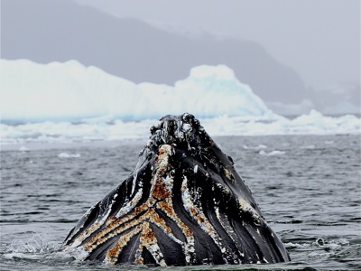 Bultrugwalvis steekt zijn kop boven het water uit tussen drijvend ijs in Antarctica.