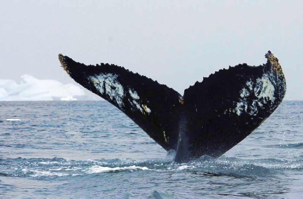 Walvisstaart boven zee bij Antarctica tijdens groepsrondreis naar Falklands en South Georgia.