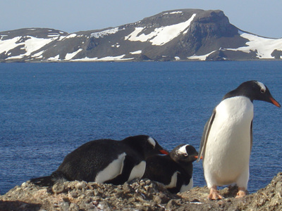 Ezelspinguïns op rotsen aan zee met besneeuwde bergen op de achtergrond, Antarctica-route.