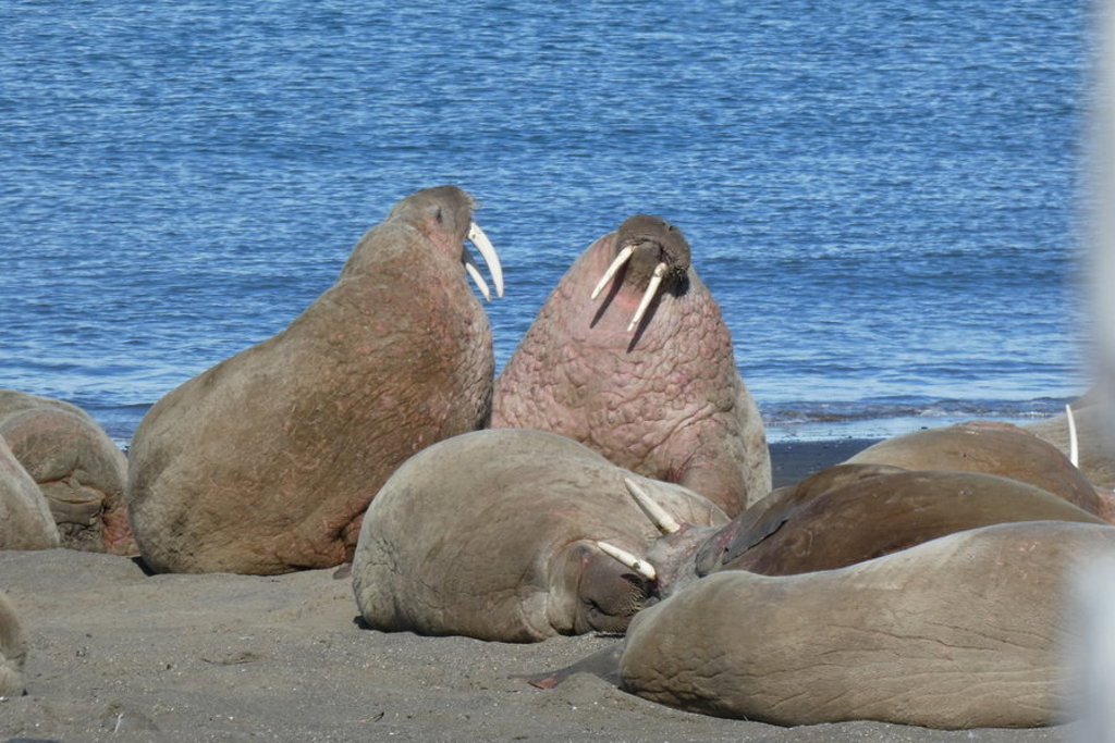 Walrussen rusten op het strand aan zee op Spitsbergen, met opvallende slagtanden.