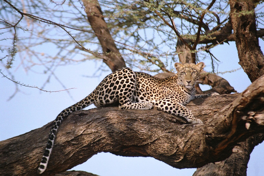 Luipaard rust op een dikke boomtak in Zimbabwe tijdens een groepsrondreis.