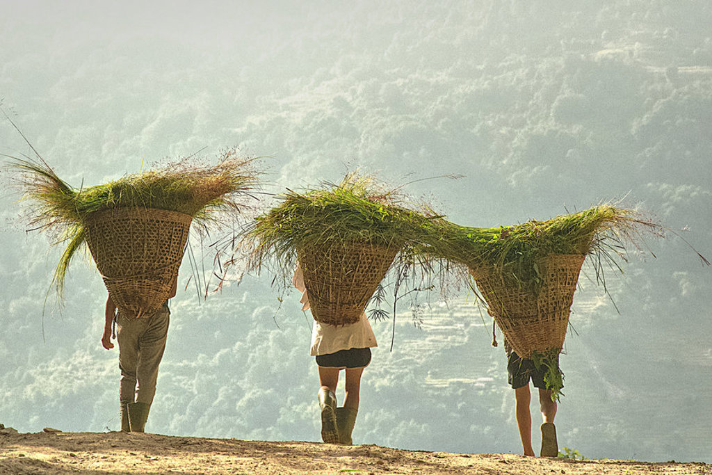 Drie dragers met grote manden vol gras op een bergpad in Nepal tijdens een familiereis.