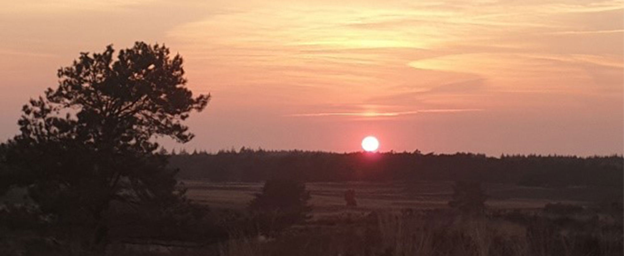 Zonsondergang boven heidelandschap met silhouet van een boom.