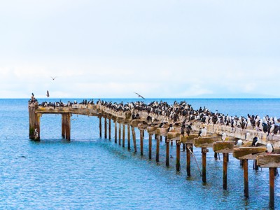 Aalscholvers en meeuwen op een oude houten pier aan de kust van Patagonië.