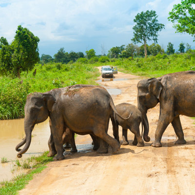Olifanten steken een onverharde weg over in een nationaal park in Sri Lanka tijdens een groepsrondreis.
