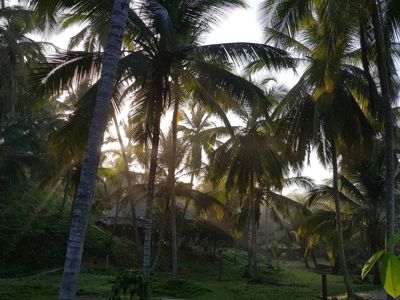 Palmbomen bij zonsopkomst aan de Caribische kust tijdens de Route Colombia.