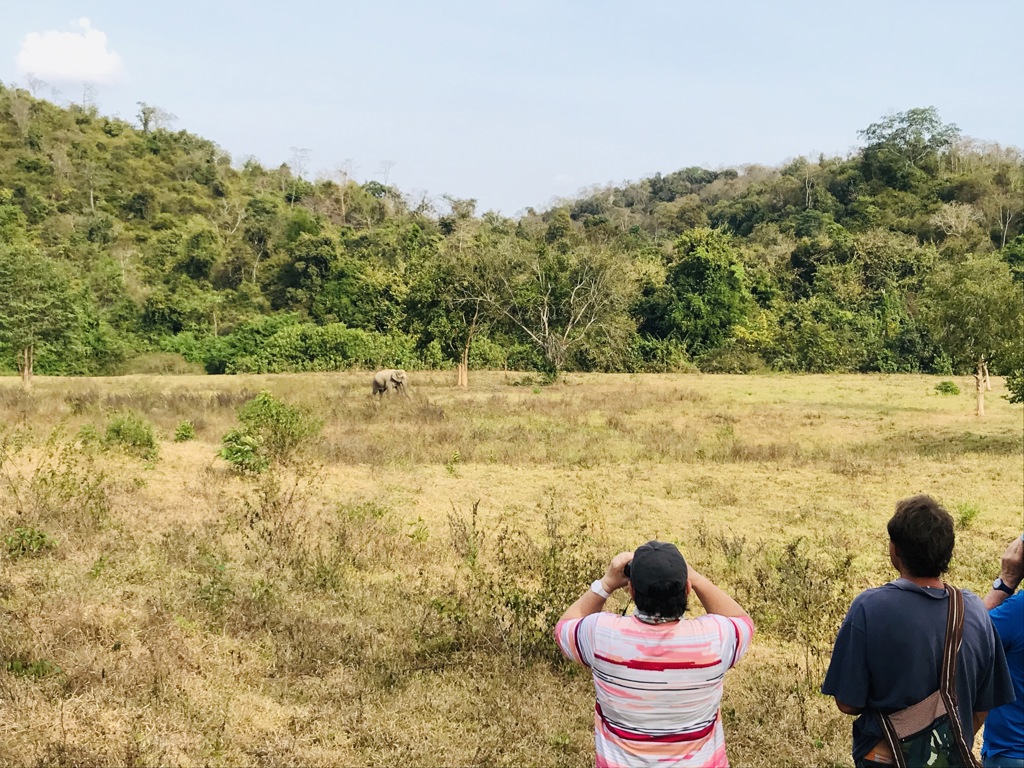 Reizigers spotten een wilde olifant in een natuurpark tijdens groepsrondreis Thailand Avontuur.