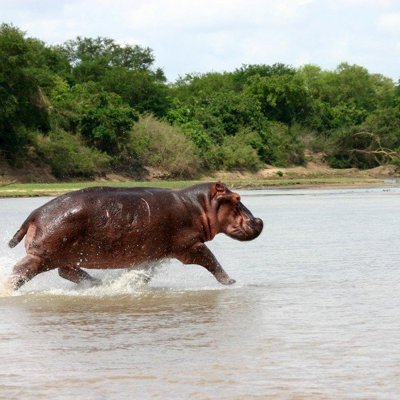 Neushoorn met jong in de savanne tijdens een safari op familiereis in Zuid-Afrika.