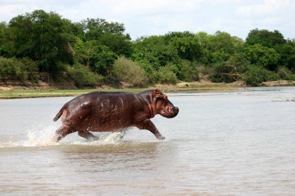 Neushoorn met jong in de savanne tijdens een safari op familiereis in Zuid-Afrika.
