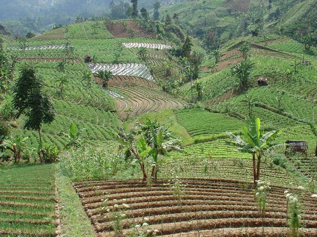 Groene rijstterrassen op de heuvels van Indonesië tijdens groepsrondreis Sumatra, Java en Bali.
