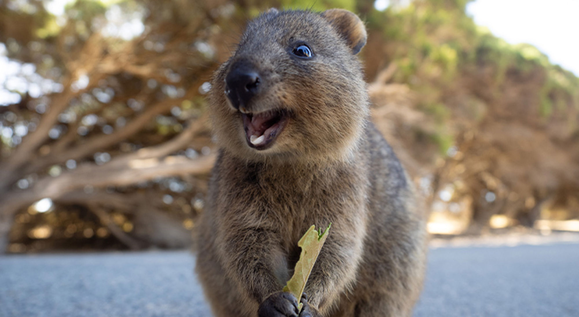 Quokka Quokka met open bek houdt een blaadje vast op een weg, met bomen op de achtergrond.